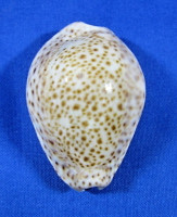 Erosaria turdus turdus 